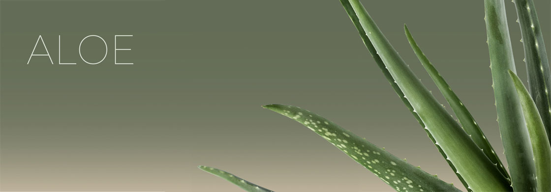 Aloe Vera për çdo problematikë të flokëve tuaj!