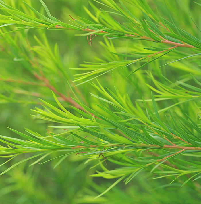 Tenzero Teatree Clearing Water Cream